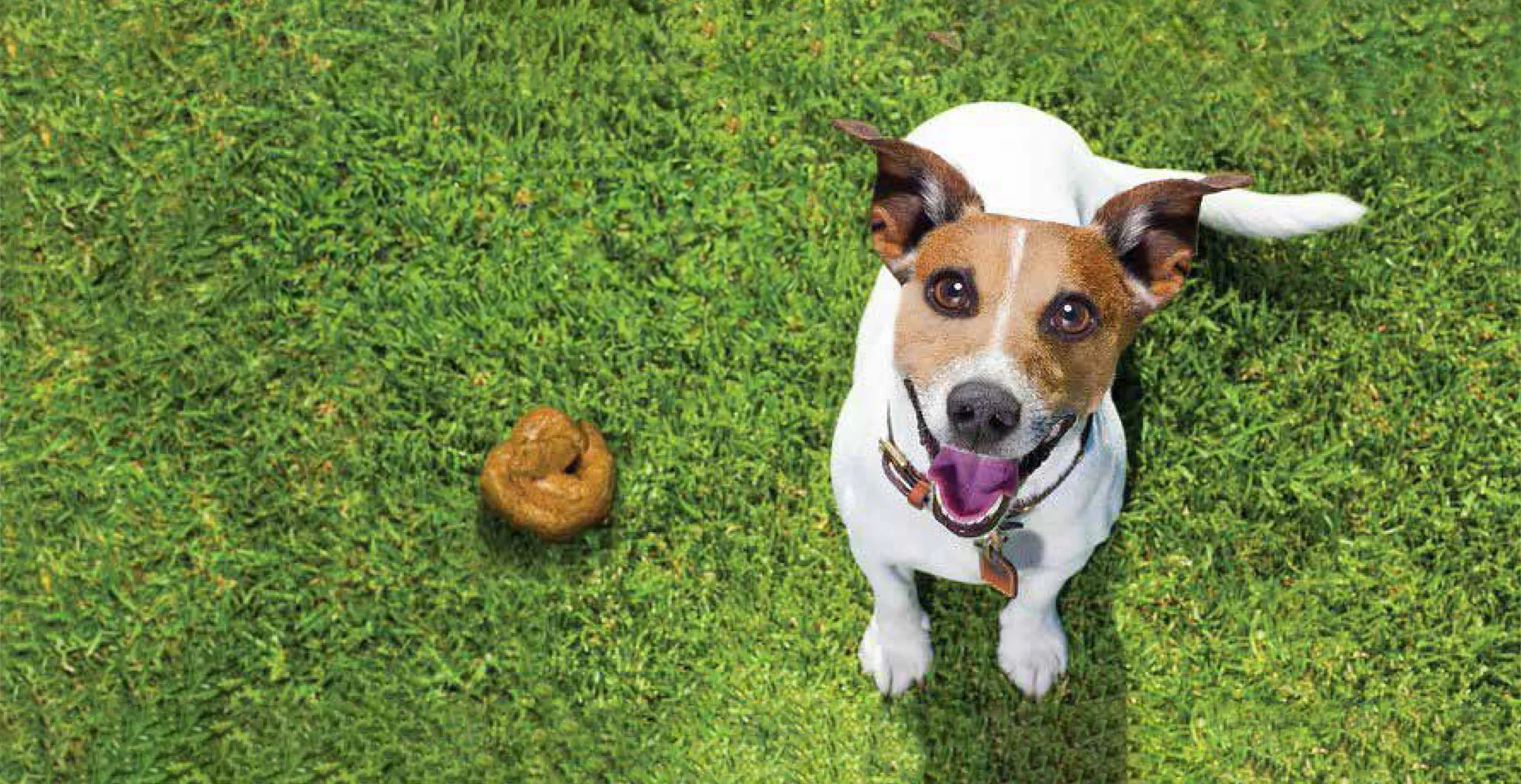 Os Sinais que o Cocô do Seu Cachorro Dá Sobre a Saúde Dele